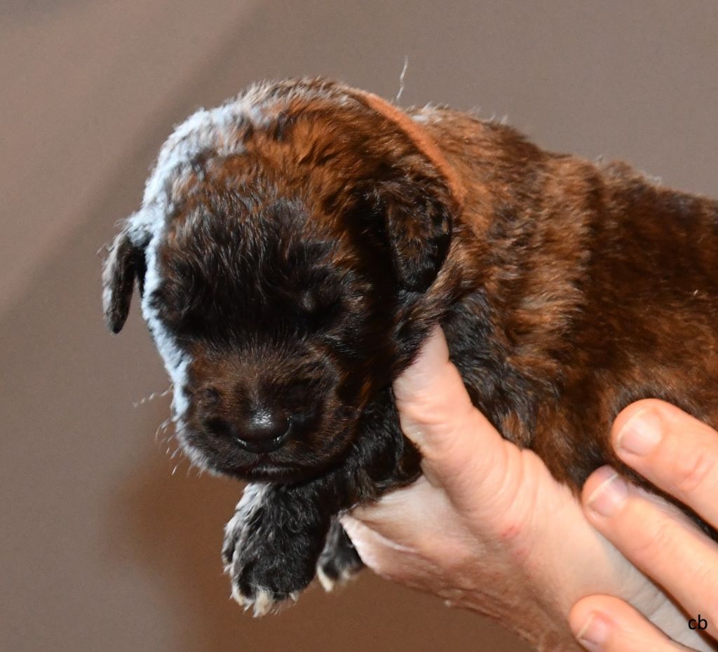 Du Clos De L’Ermitage De Senart - Chiot disponible  - Leonberger